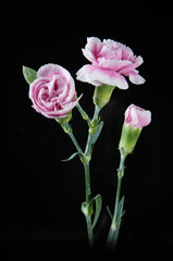 beautiful blooming carnation flower on a black background