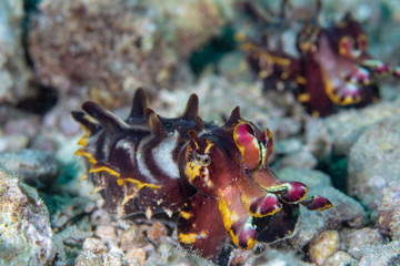 Flamboyant Cuttlefish walking on the sand.