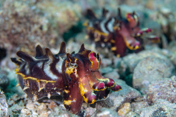 Flamboyant Cuttlefish walking on the sand.