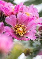 Cactus blossoms in africa