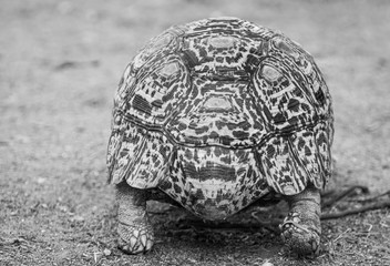 Turtle, walking, from behind, black and white 