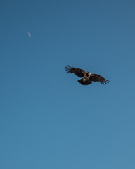 Bird and moon