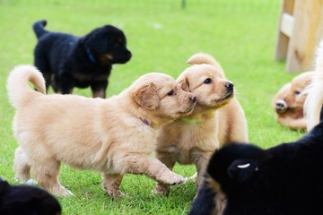 cute puppy dog lover hundewelpen hoverwart blond tierbabys haustier hund vierbeiner welpe wachhund...