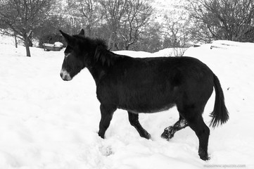 Fototapeta na wymiar Donkey in the snow