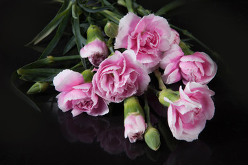 Obraz na płótnie Canvas beautiful blooming carnation flower on a black background