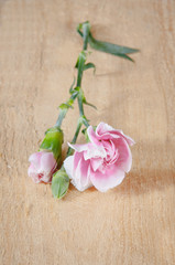 beautiful blooming carnation flower on a wood background