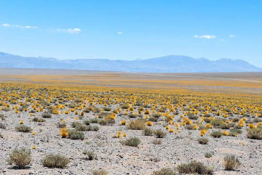 Puna grassland of Dry Puna, Argentina