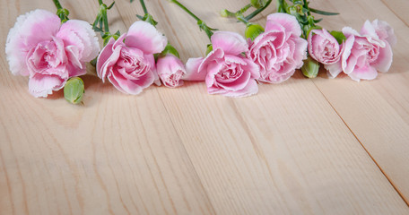 beautiful blooming carnation flower on a wood background
