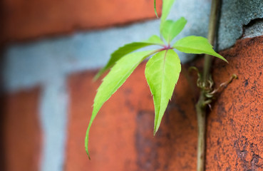 frisches gr&uuml;nes Blatt vor einer Ziegelmauer