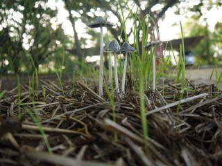The mushroom and Sapling rice