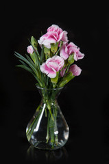 Obraz premium beautiful blooming carnation flower on a black background