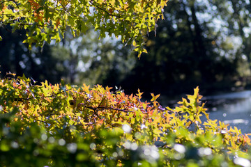 bunte Bl&auml;tter im Herbst