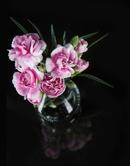 beautiful blooming carnation flower on a black background