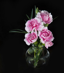 beautiful blooming carnation flower on a black background