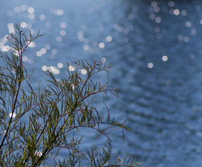 zarte Pflanze vor gr&uuml;nem Wasser