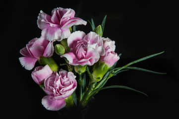 Naklejka na ściany i meble beautiful blooming carnation flower on a black background