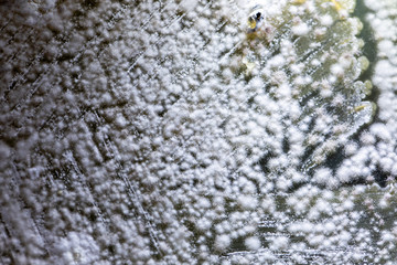 Mold Beautiful, Colony of Characteristics of Fungus (Mold) in culture medium plate from laboratory microbiology.