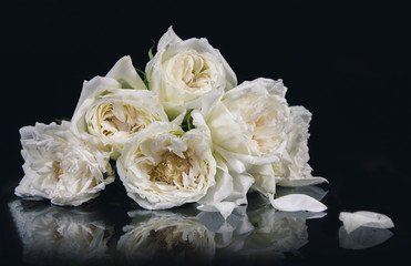white rose isolated on black background