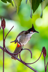 Red-whiskered bulbul perching on ornamental fence with green blur background and longan leaves on top