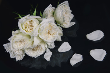 white rose isolated on black background