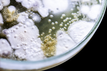 Mold Beautiful, Colony of Characteristics of Fungus (Mold) in culture medium plate from laboratory microbiology.