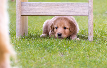 cute puppy dog lover hundewelpen hoverwart blond tierbabys haustier hund vierbeiner welpe wachhund...