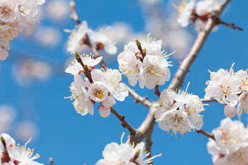 Blossoming twig of cherry-tree against the background of the blue sky.  Spring flowers blossom background.