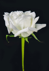 white rose isolated on black background