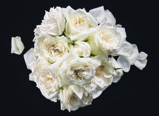 white rose isolated on black background