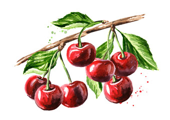Cherry. Ripe cherries on the branch watercolor hand drawn illustration isolated on white background © dariaustiugova