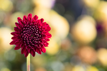 schöne rote Dahlienblüte