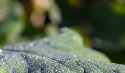 Frischer Tau auf einem gr&uuml;nen Blatt