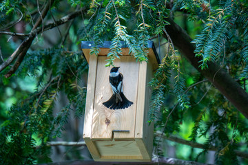 Vogel am Eingang eines Vogelhäuschens