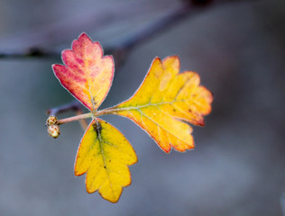 bunte zarte kleine Bl&auml;tter