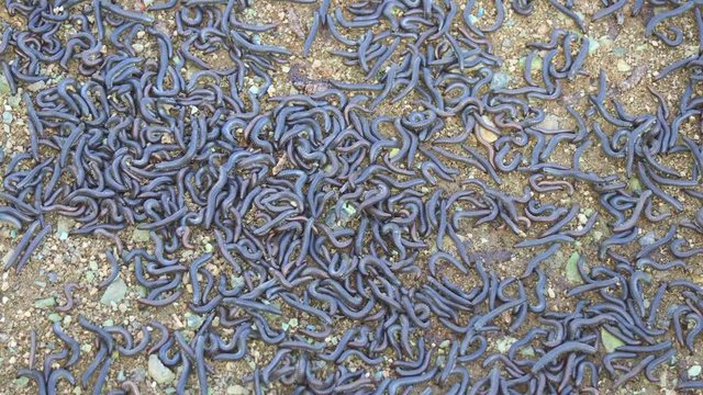 Spring invasion of millions of millipedes in central Ukraine.