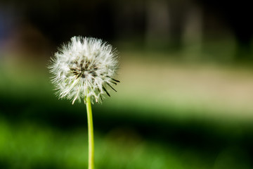dandelion on green background
