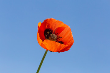 red poppy flower against blue sky