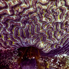 Obraz premium Details of coral reef underwater, Belize Barrier Reef, Belize