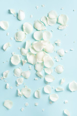 White rose petals over blue background. Valentine's day, Women's day concept. Festive texture with copy space. Flat lay, top view