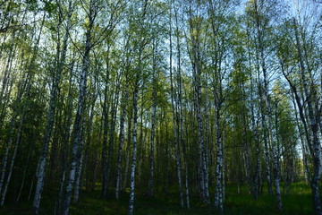 Birch forest in the spring morning white trunks of birch trees and branches  in green  leaves under the blue sky
