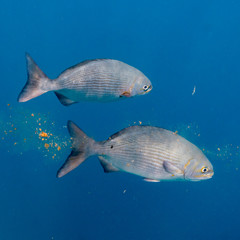 Fish underwater, Great Blue Hole, Belize Barrier Reef, Lighthouse Reef, Belize