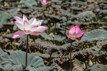 Beautiful pink Waterlily or Lotus Flower.Also  including name Indian Lotus,Sacred Lotus,Bean of India or simply Lotus.