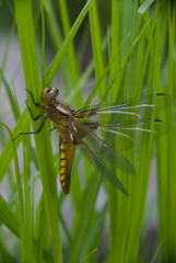 beautiful dragonfly's birthday
