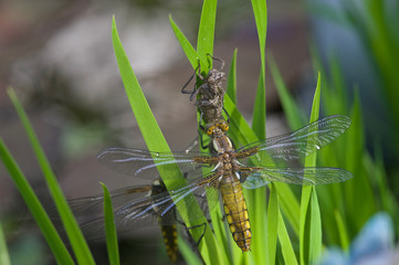 beautiful dragonfly's birthday