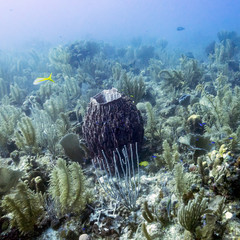Corals underwater, Dive Site, East Wall, Belize