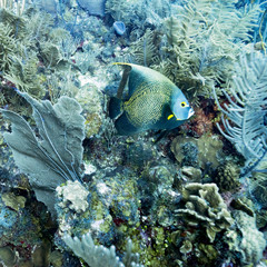 Naklejka na ściany i meble Fish with corals underwater, Dive Site, East Wall, Belize