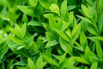 Close-up of bright shiny young green foliage of boxwood Buxus sempervirens with raindrops as the perfect backdrop for any natural theme. Boxwood wall in natural conditions. Selective focus