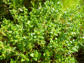 Breckland Thyme, Thymus serpyllum, Thymus vulgaris, Common Thyme, Whole thyme. Fresh green thyme herb growing in the garden. Selective focus.
