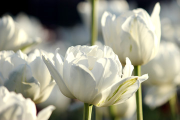 Beauty the blooming white tulips in the spring.