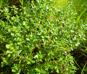 Breckland Thyme, Thymus serpyllum, Thymus vulgaris, Common Thyme, Whole thyme. Fresh green thyme herb growing in the garden. Selective focus.